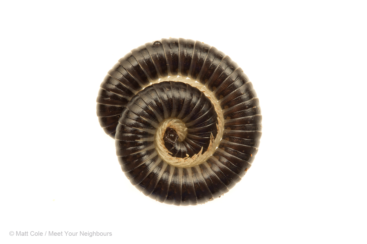 MYN Millipede